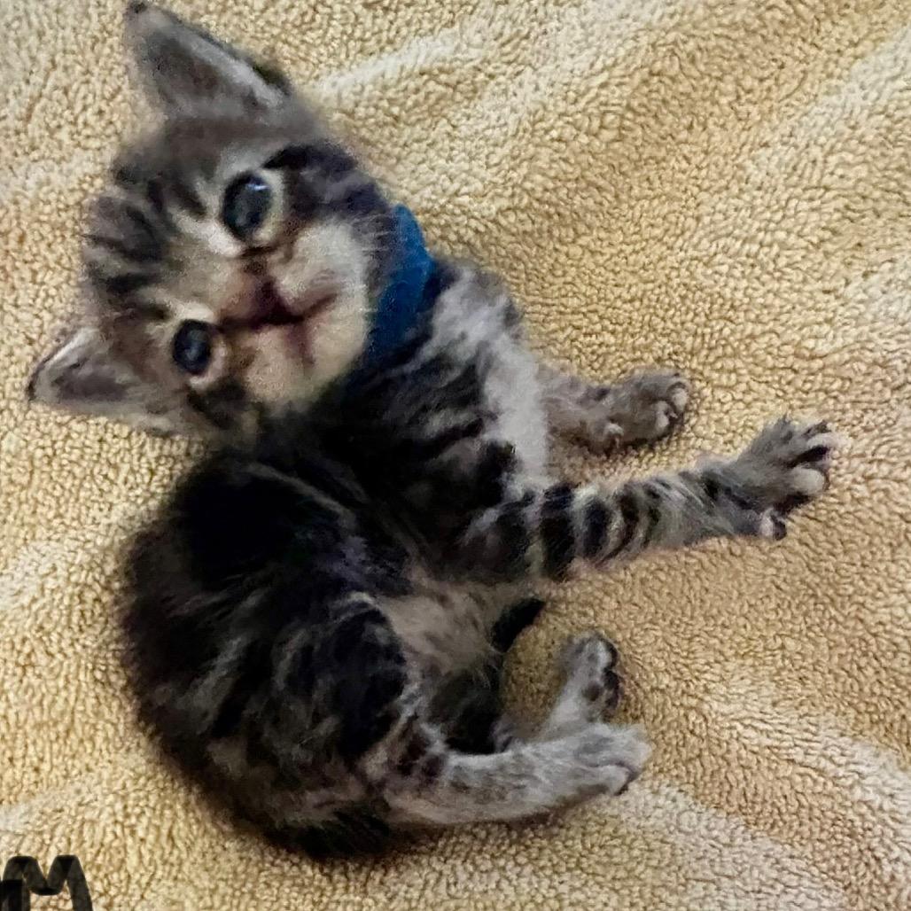 Enlarge Wally, a Adoptable Domestic Short Hair in Othello, WA image 3/4