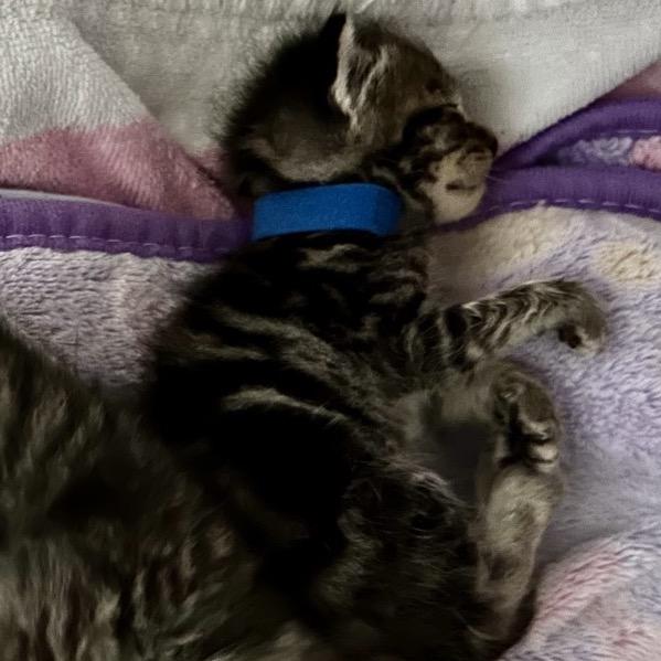 Enlarge Wally, a Adoptable Domestic Short Hair in Othello, WA image 4/4