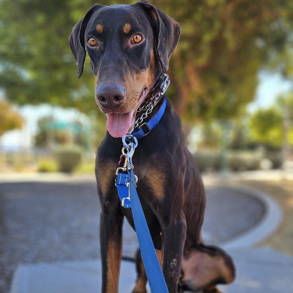 Raditz, Adoptable, Adult Male Doberman Pinscher.