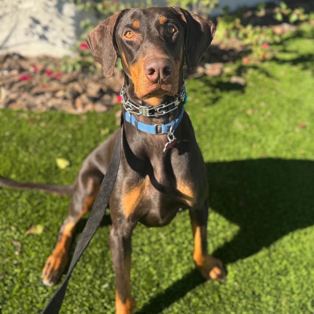 Enlarge Raditz, a Adoptable Doberman Pinscher in Las Vegas, NV image 1/6