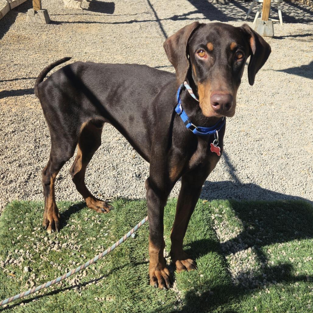 Raditz, Adoptable, Adult Male Doberman Pinscher.
