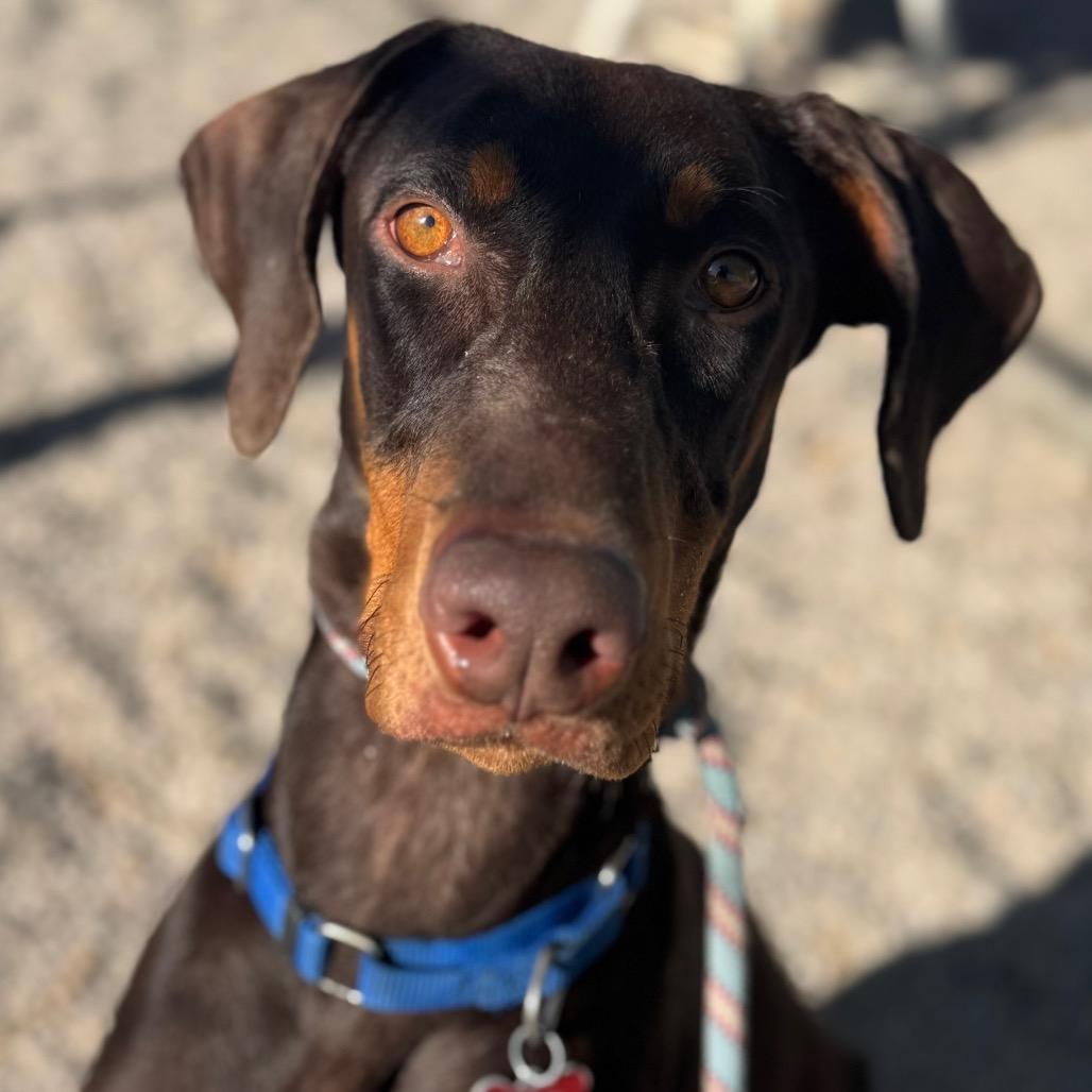 Enlarge Raditz, a Adoptable Doberman Pinscher in Las Vegas, NV image 3/6