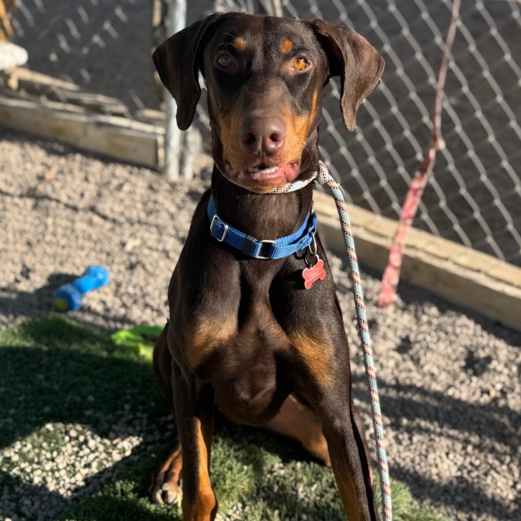 Enlarge Raditz, a Adoptable Doberman Pinscher in Las Vegas, NV image 4/6