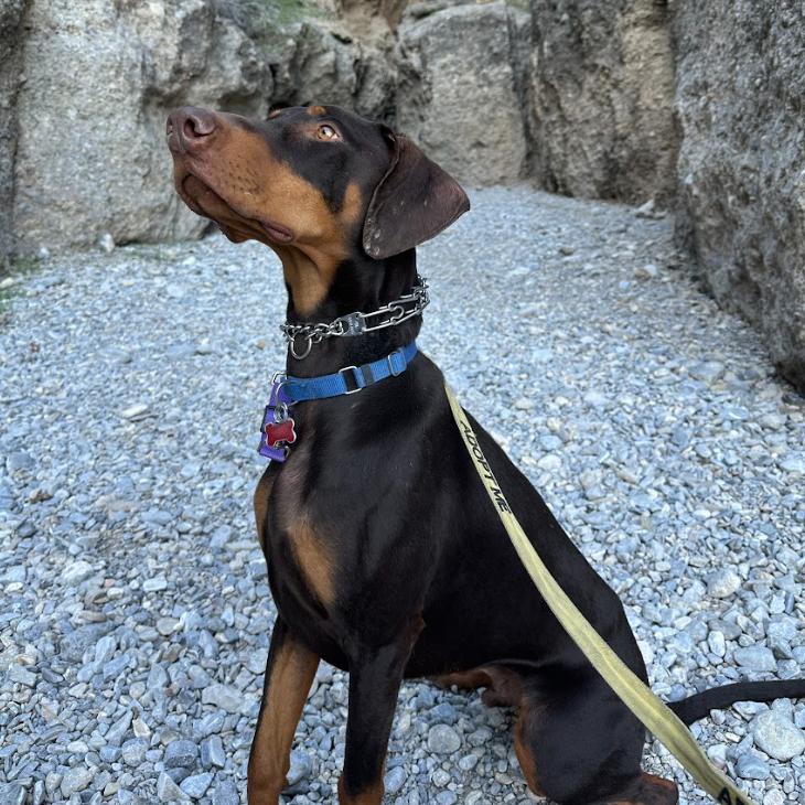 Enlarge Raditz, a Adoptable Doberman Pinscher in Las Vegas, NV image 4/6