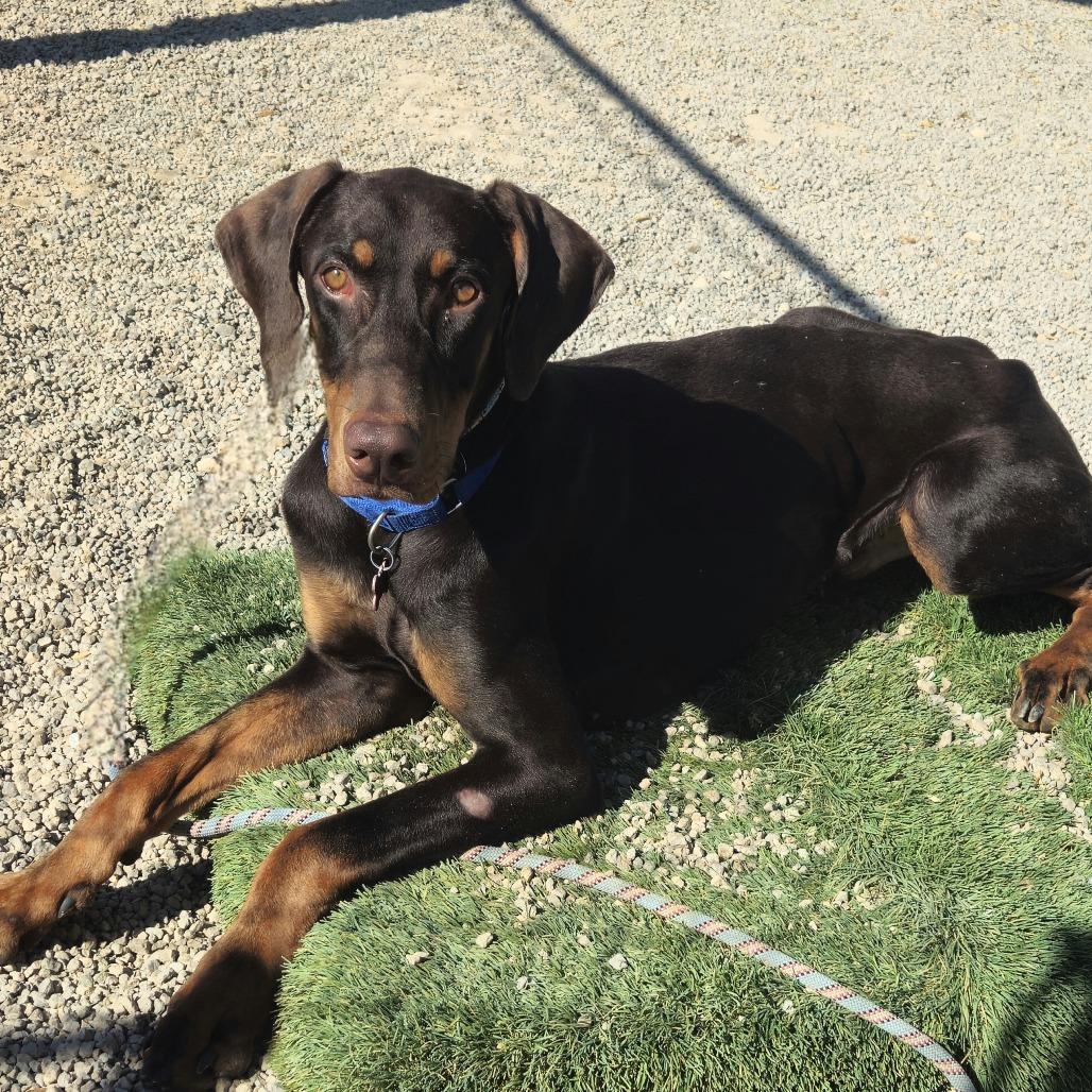 Enlarge Raditz, a Adoptable Doberman Pinscher in Las Vegas, NV image 5/6
