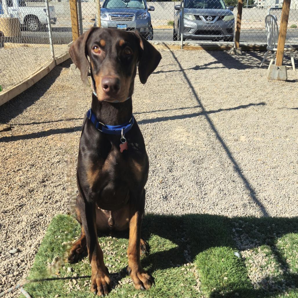 Enlarge Raditz, a Adoptable Doberman Pinscher in Las Vegas, NV image 6/6