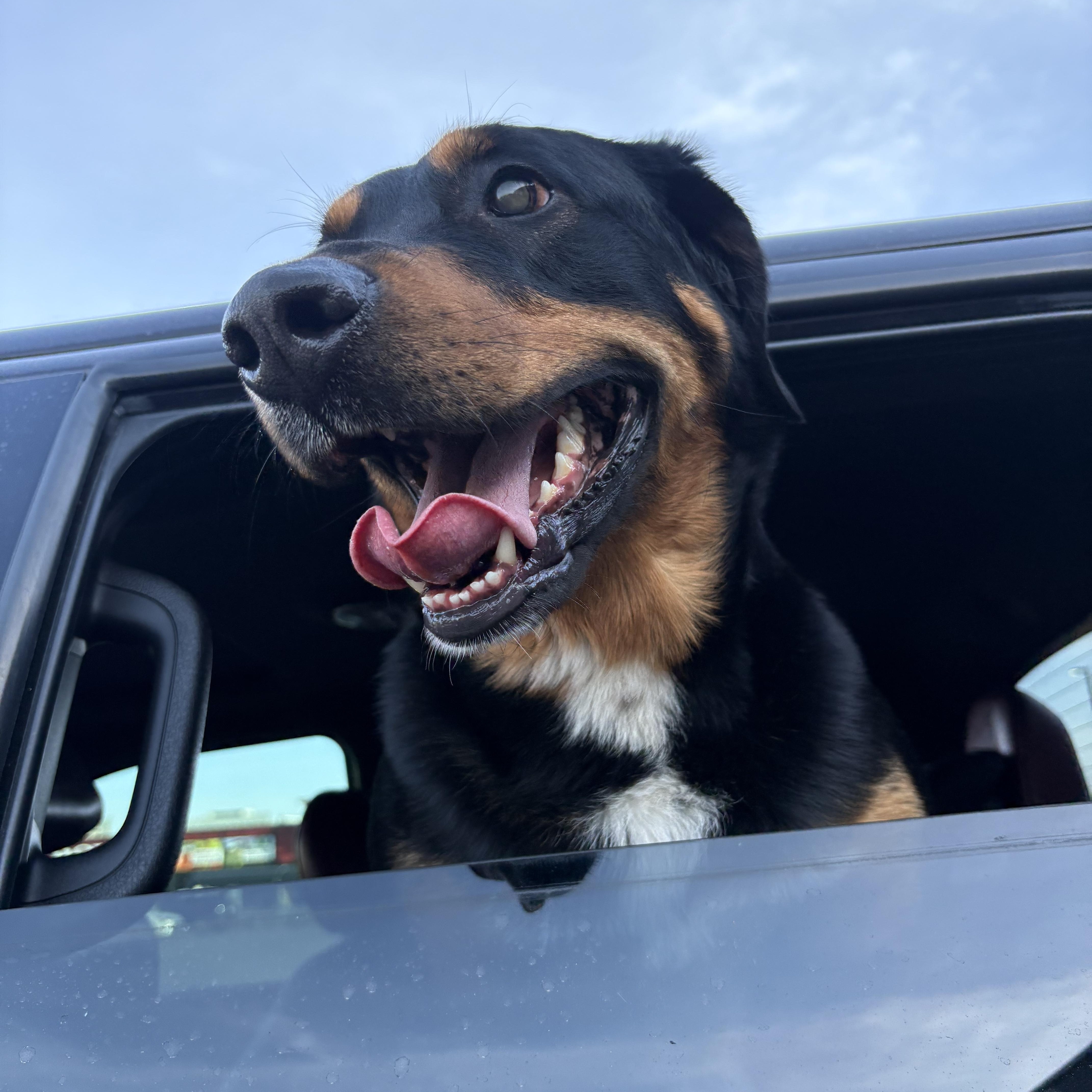 Diesel, a ADOPTABLE mixed breed in Oshawa, ON image 4/4