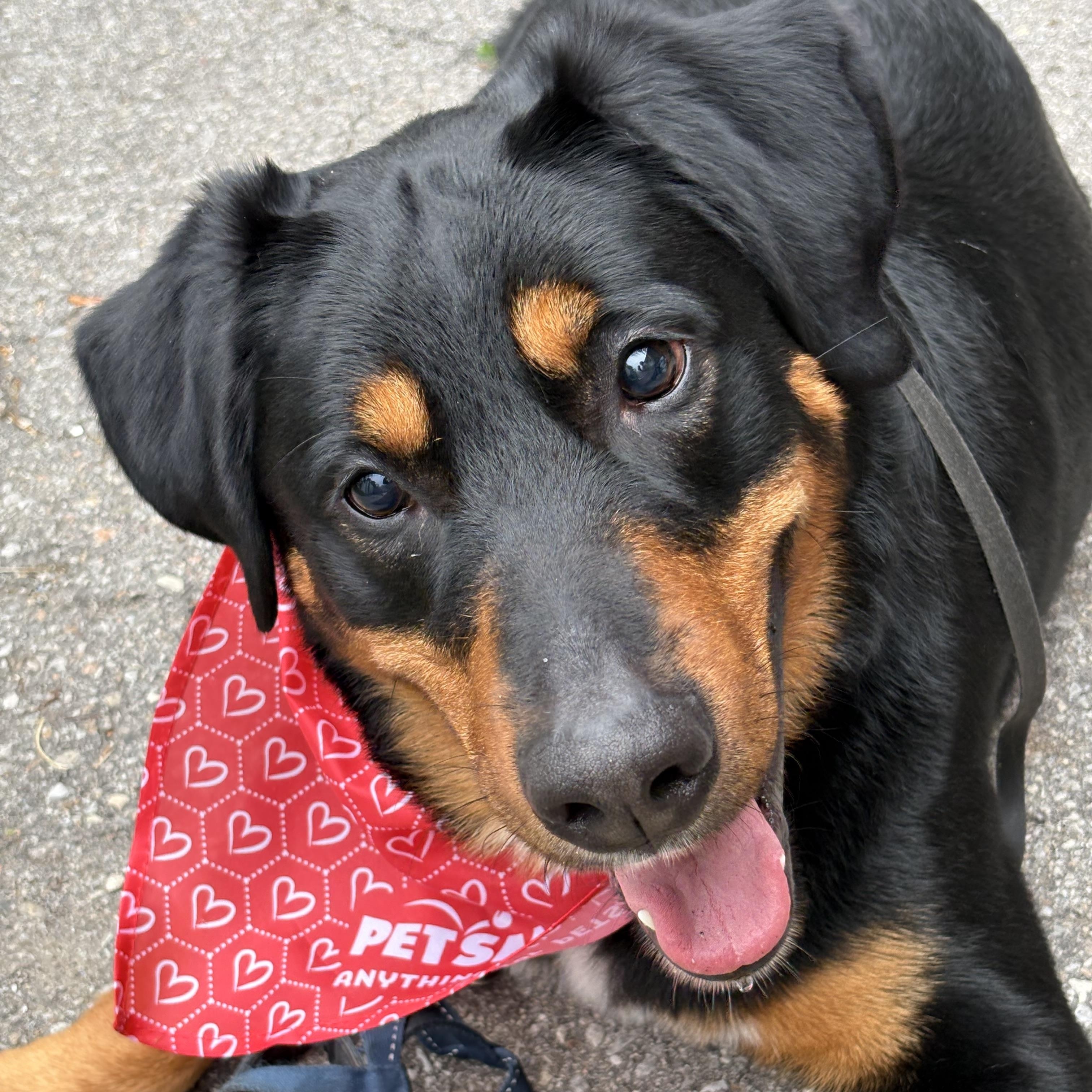 Diesel, a ADOPTABLE mixed breed in Oshawa, ON image 3/4