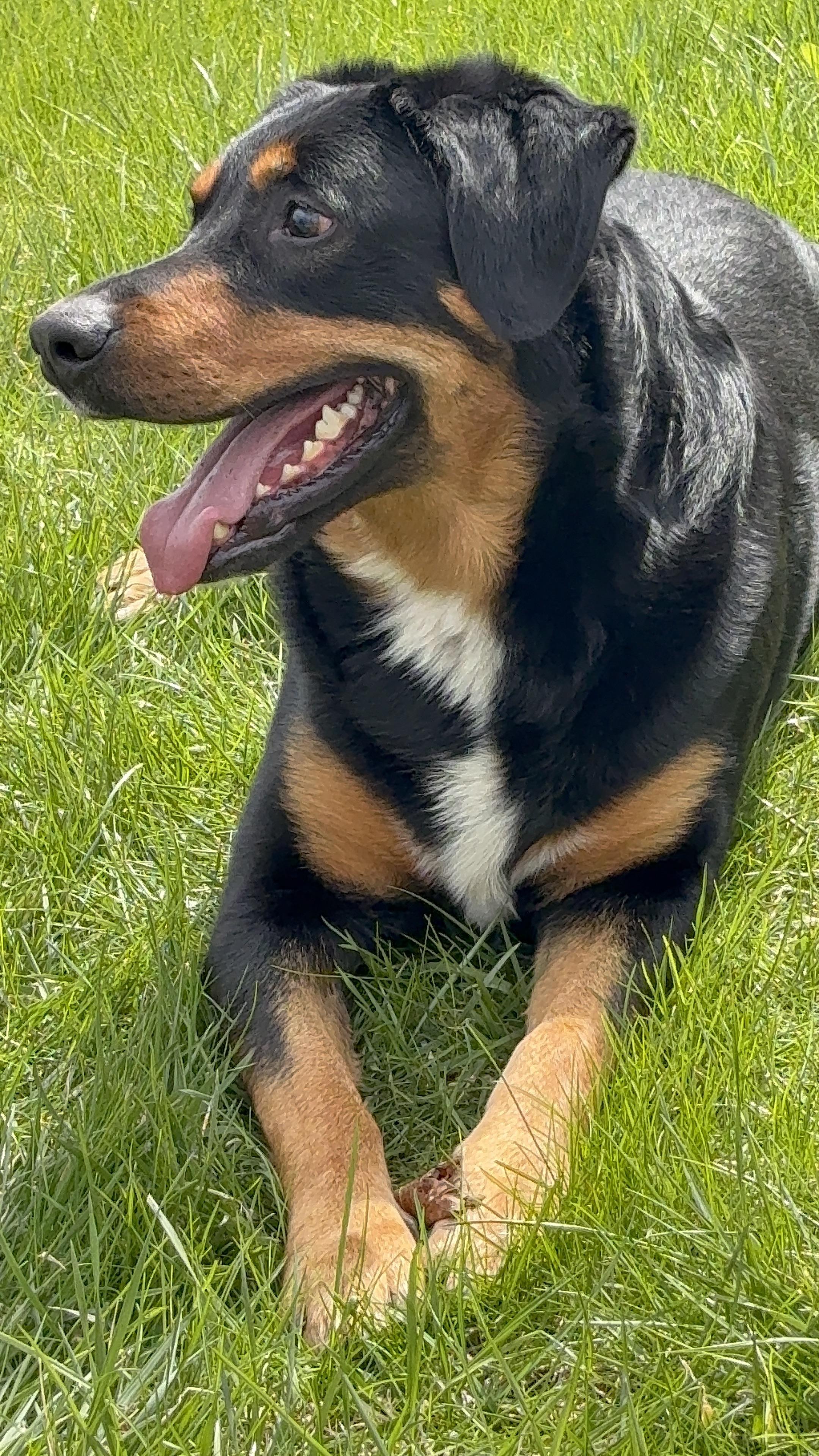 Diesel, ADOPTABLE, Adult Male Bernese Mountain Dog & German Shepherd Dog.