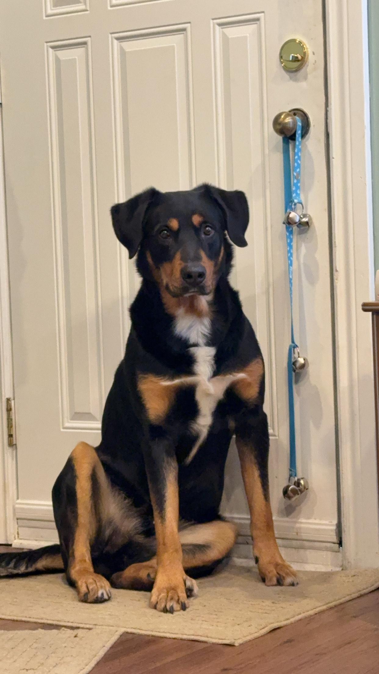 Enlarge Diesel, a ADOPTABLE mixed breed in Oshawa, ON image 1/3