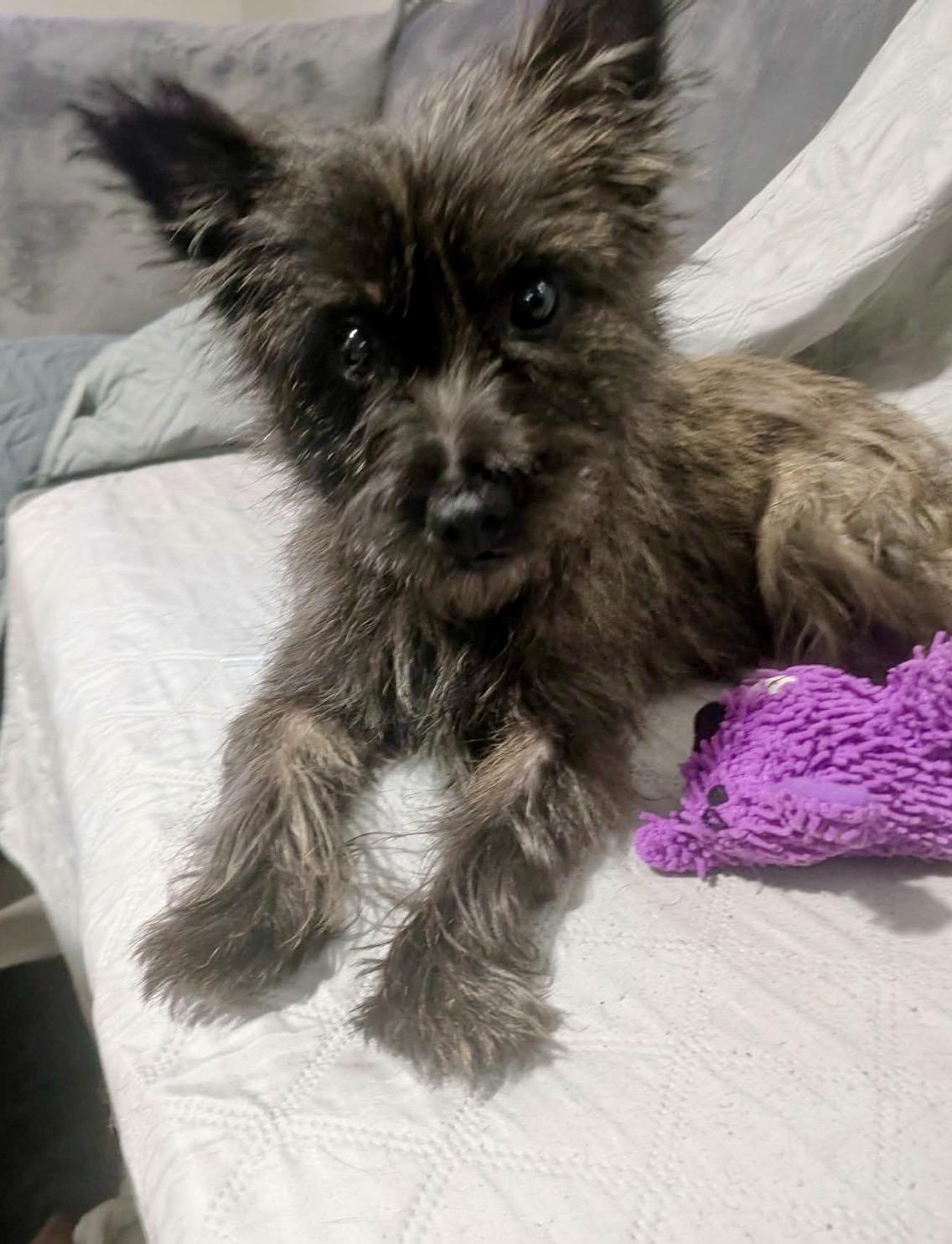 Violet, adopted, Young Female Cairn Terrier.