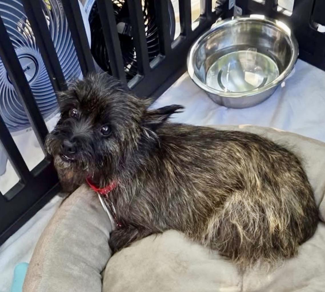 Violet, an adopted Cairn Terrier in Milton, FL image 5/6