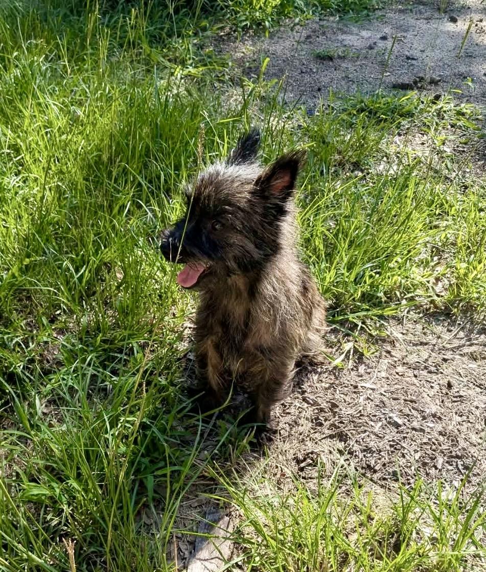 Violet, an adopted Cairn Terrier in Milton, FL image 3/6