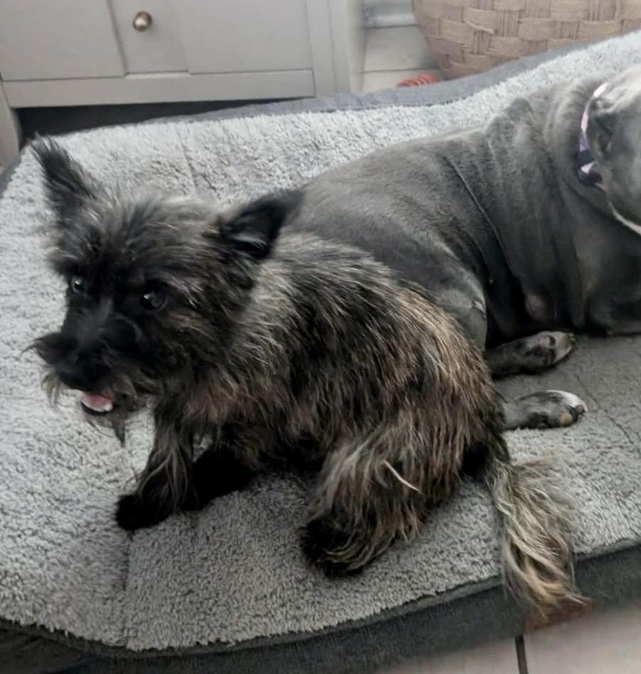 Violet, an adopted Cairn Terrier in Milton, FL image 2/6