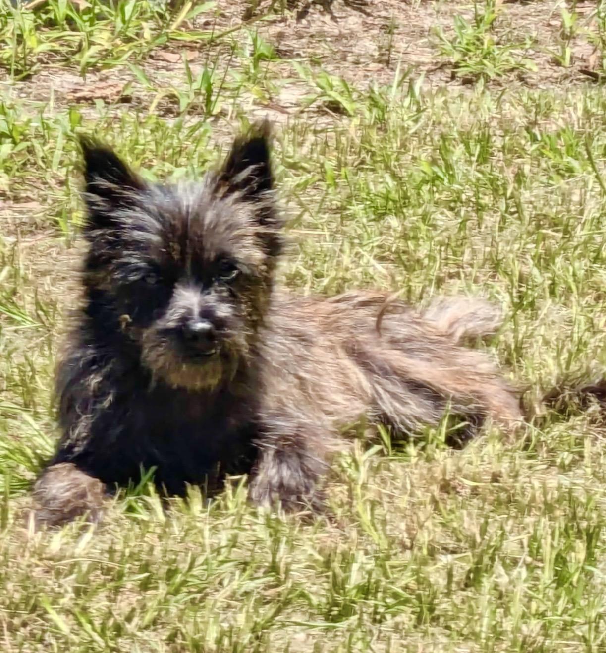 Violet, an adopted Cairn Terrier in Milton, FL image 6/6