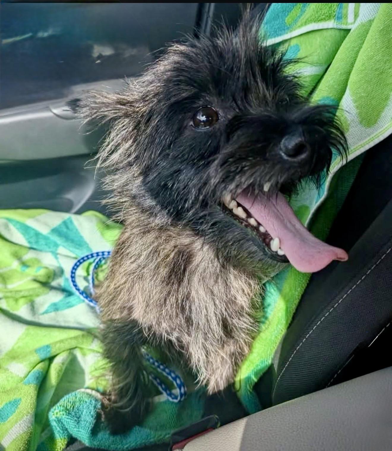 Violet, an adopted Cairn Terrier in Milton, FL image 4/6