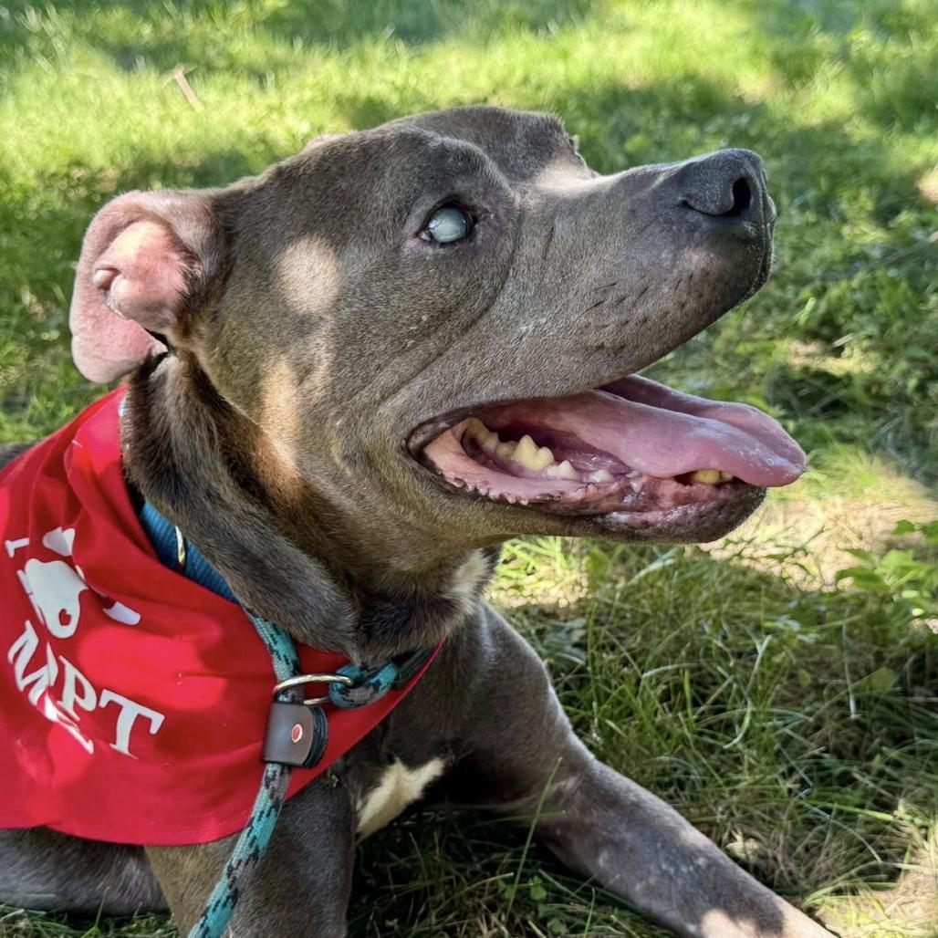 King, Adoptable, Senior Male Pit Bull Terrier.