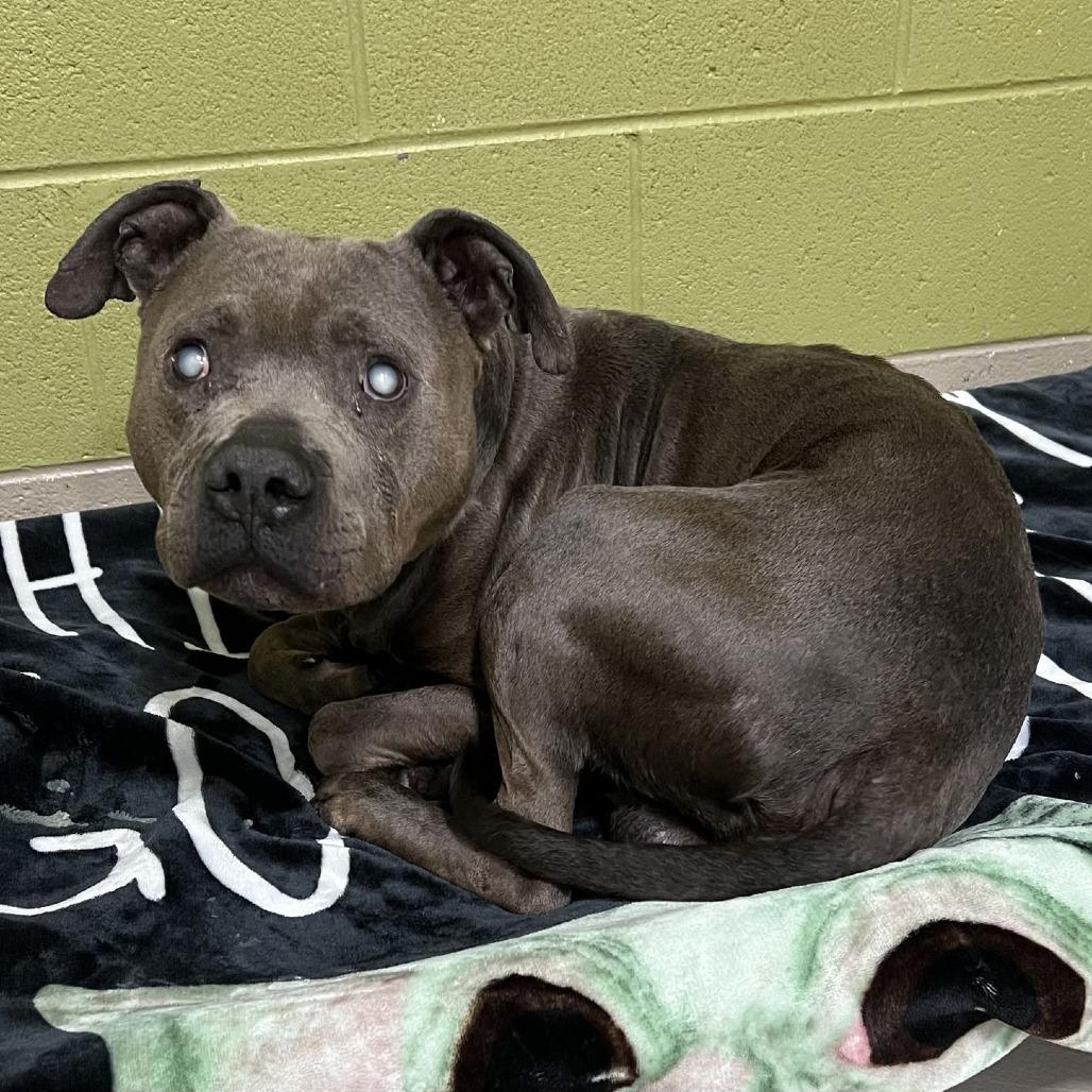 King, a Adoptable Pit Bull Terrier in Saint Cloud, MN image 3/5