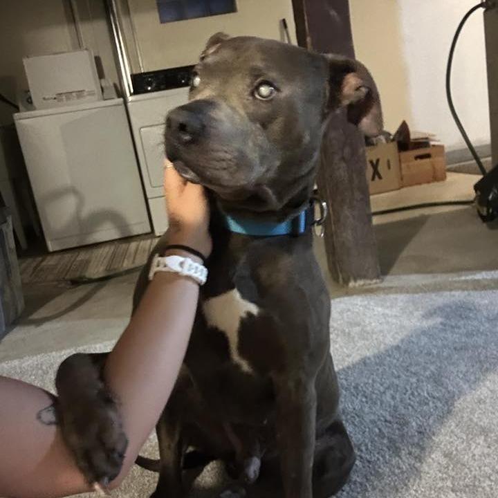 King, a Adoptable Pit Bull Terrier in Saint Cloud, MN image 5/5