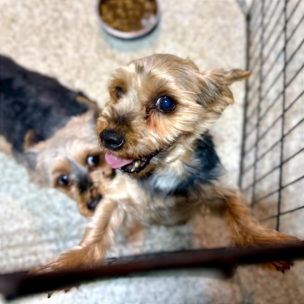 Sally, a Adoptable Yorkshire Terrier in West Chester, PA image 1/3