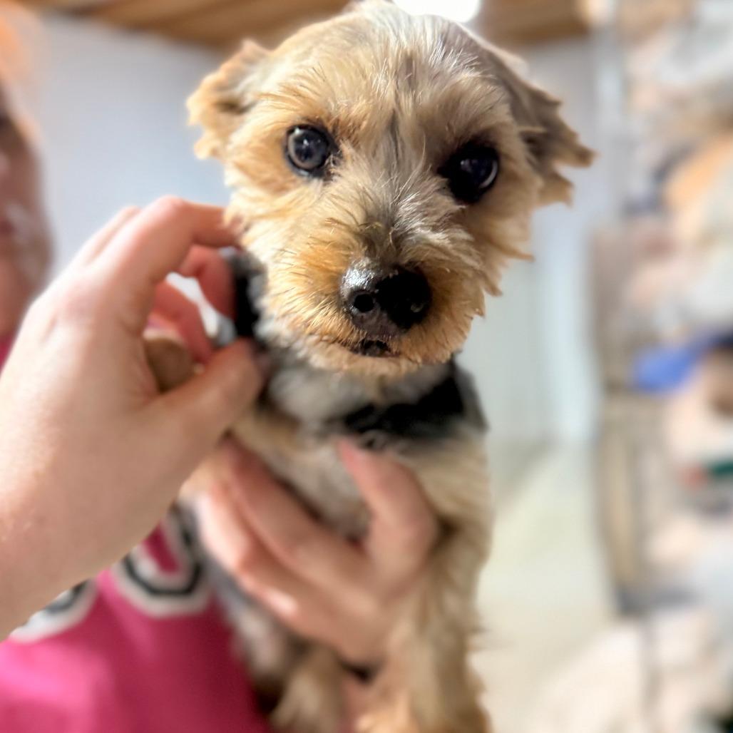 Sally, a Adoptable Yorkshire Terrier in West Chester, PA image 2/3