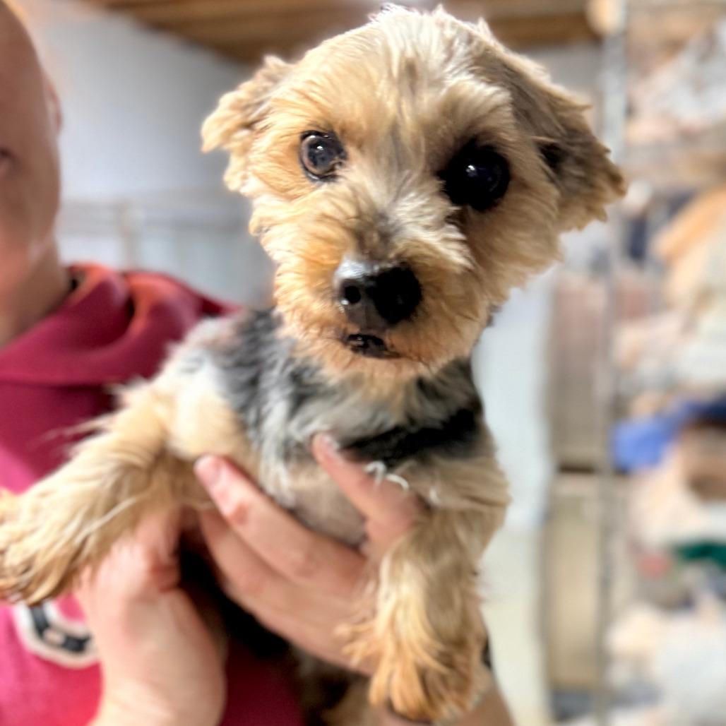 Sally, a Adoptable Yorkshire Terrier in West Chester, PA image 3/3