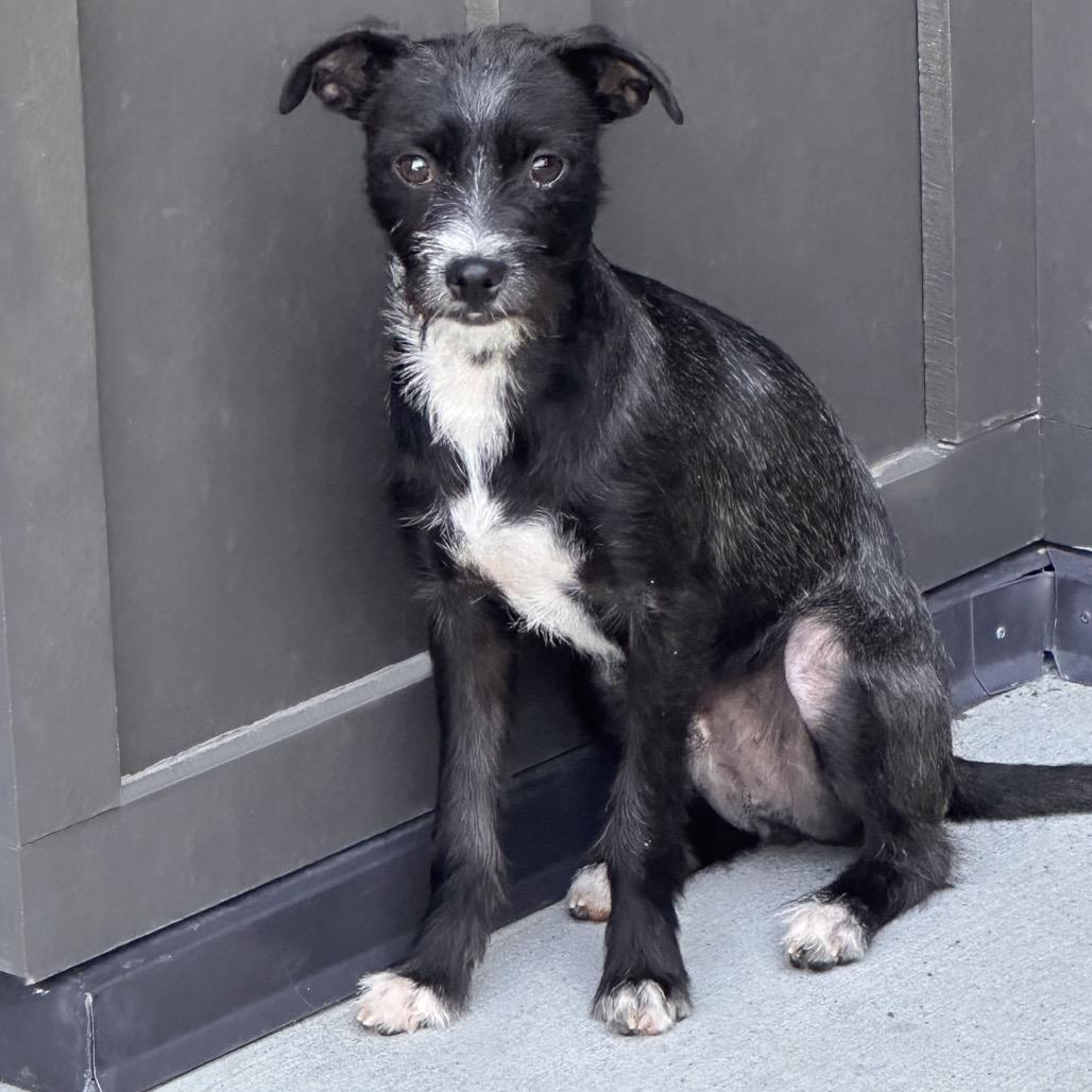 Kenny, Adoptable, Young Male Mixed Breed.