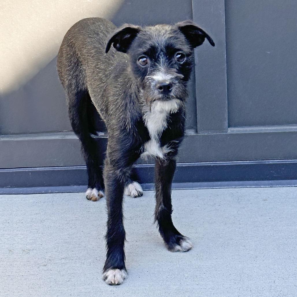 Enlarge Kenny, a Adoptable Mixed Breed in Hailey, ID image 2/6
