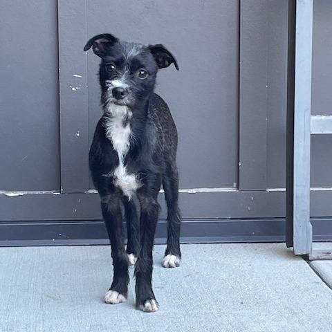 Enlarge Kenny, a Adoptable Mixed Breed in Hailey, ID image 3/6