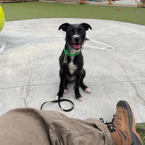 Enlarge Kenny, a Adoptable Mixed Breed in Hailey, ID image 4/6