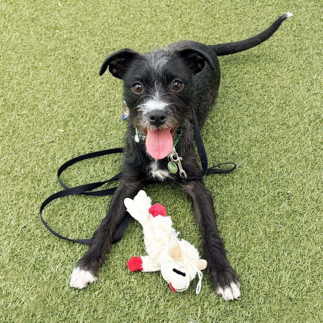 Enlarge Kenny, a Adoptable Mixed Breed in Hailey, ID image 5/6