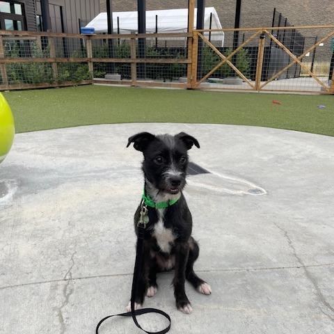 Enlarge Kenny, a Adoptable Mixed Breed in Hailey, ID image 6/6