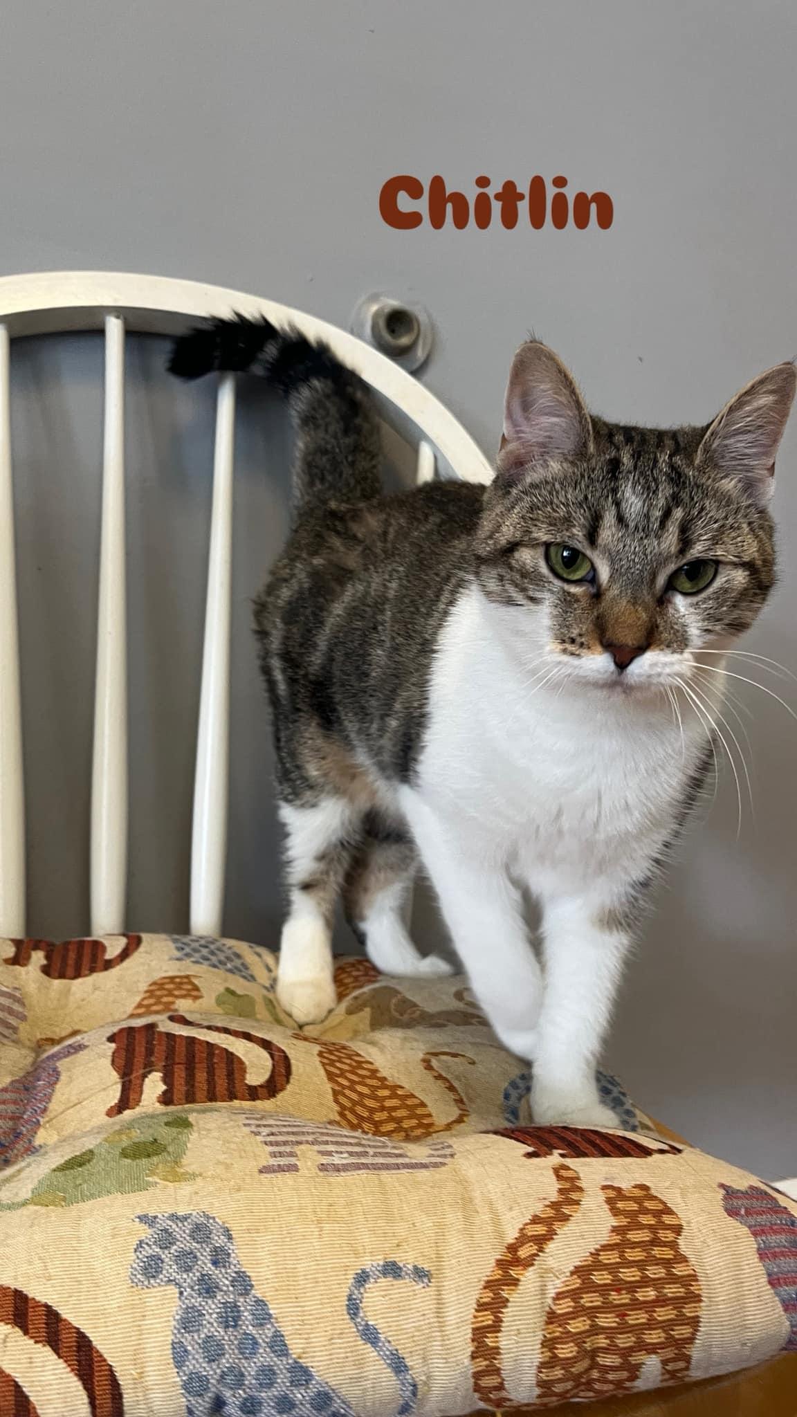 Chitlin, Adoptable, Adult Female Domestic Short Hair & Tabby.
