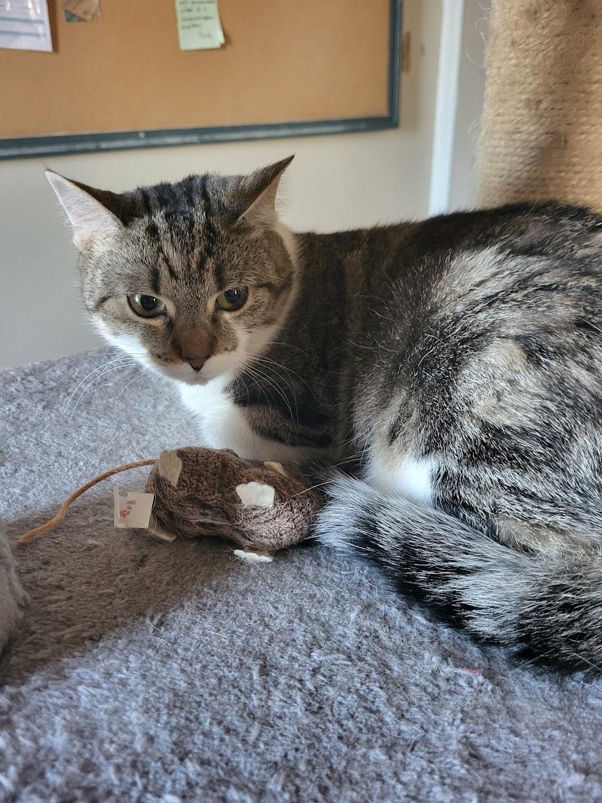 Enlarge Chitlin, a Adoptable mixed breed in Allentown, PA image 3/4