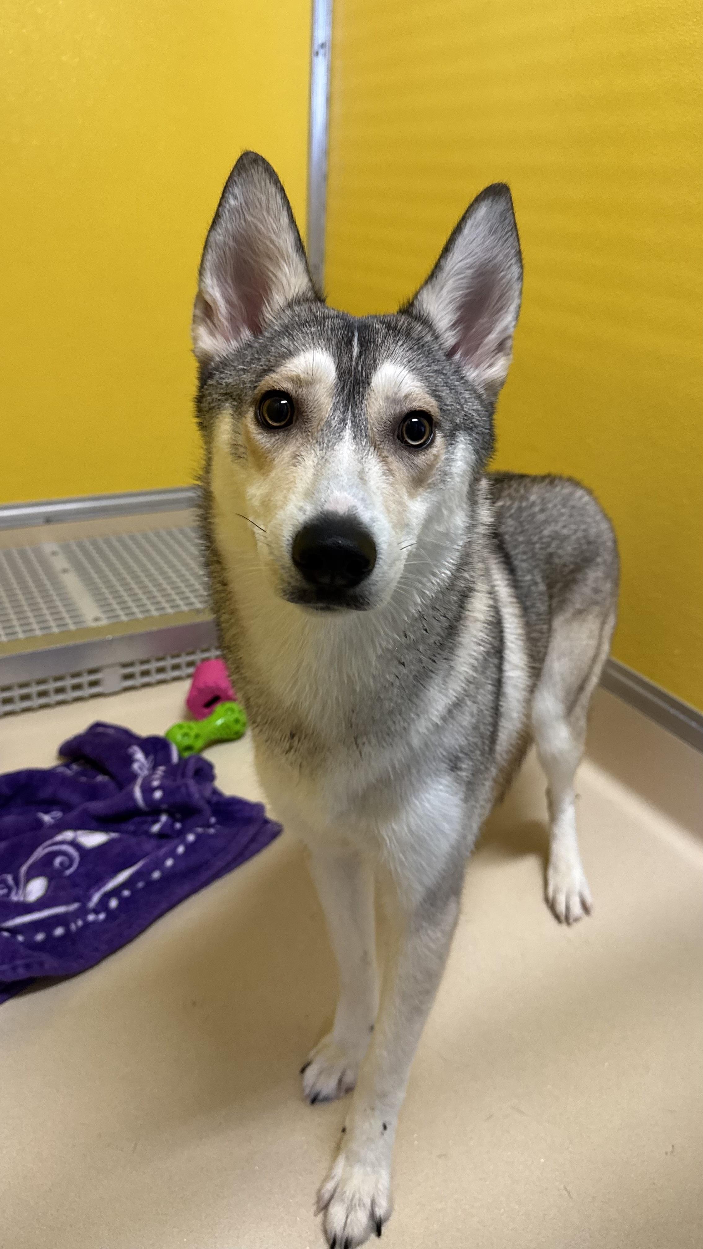 Enlarge Delilah, a ADOPTABLE mixed breed in Fall River, MA image 1/2