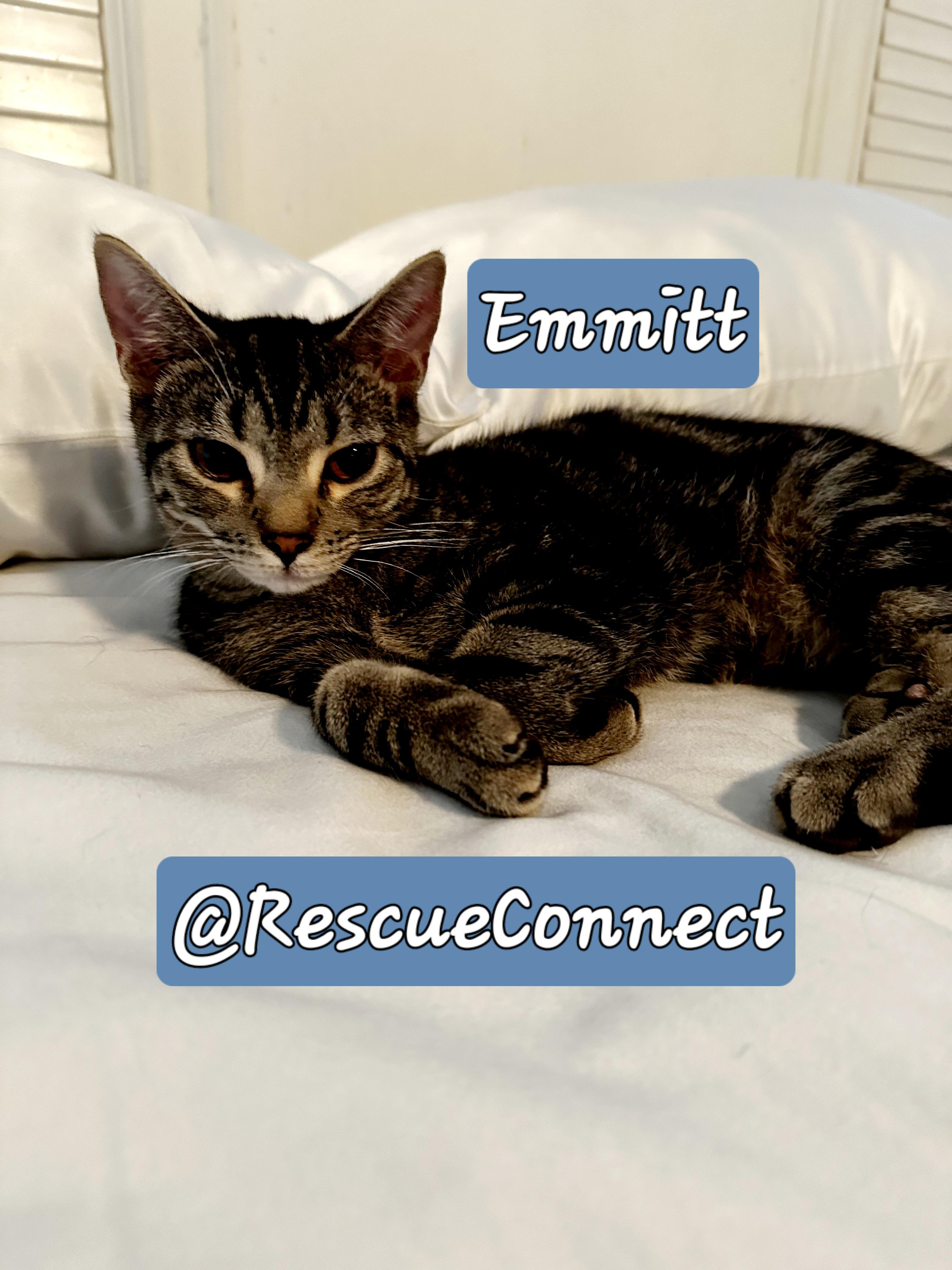 Enlarge EMMITT, a Adopted Domestic Short Hair in Wilmington, NC image 6/6