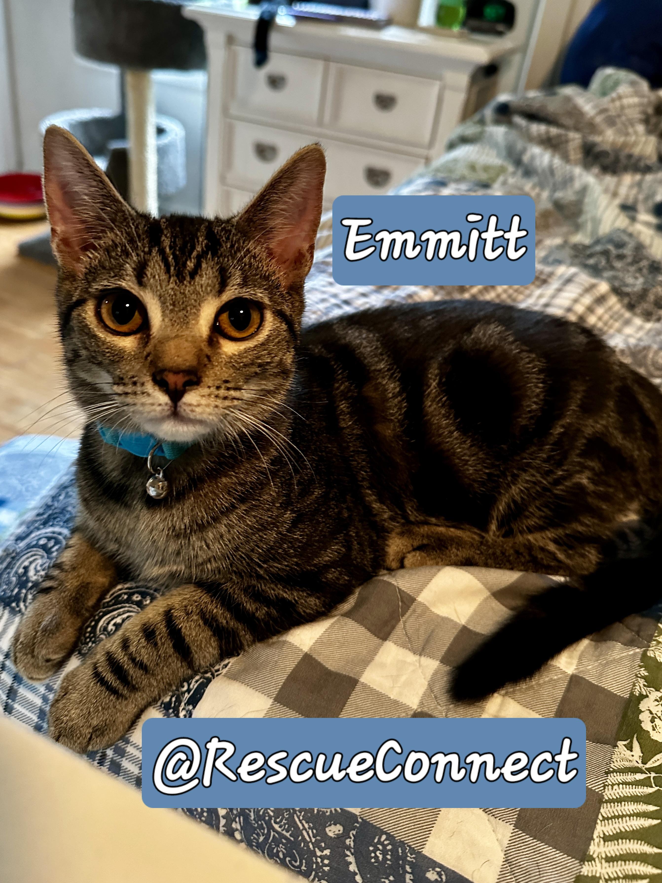 Enlarge EMMITT, a Adopted Domestic Short Hair in Wilmington, NC image 3/6