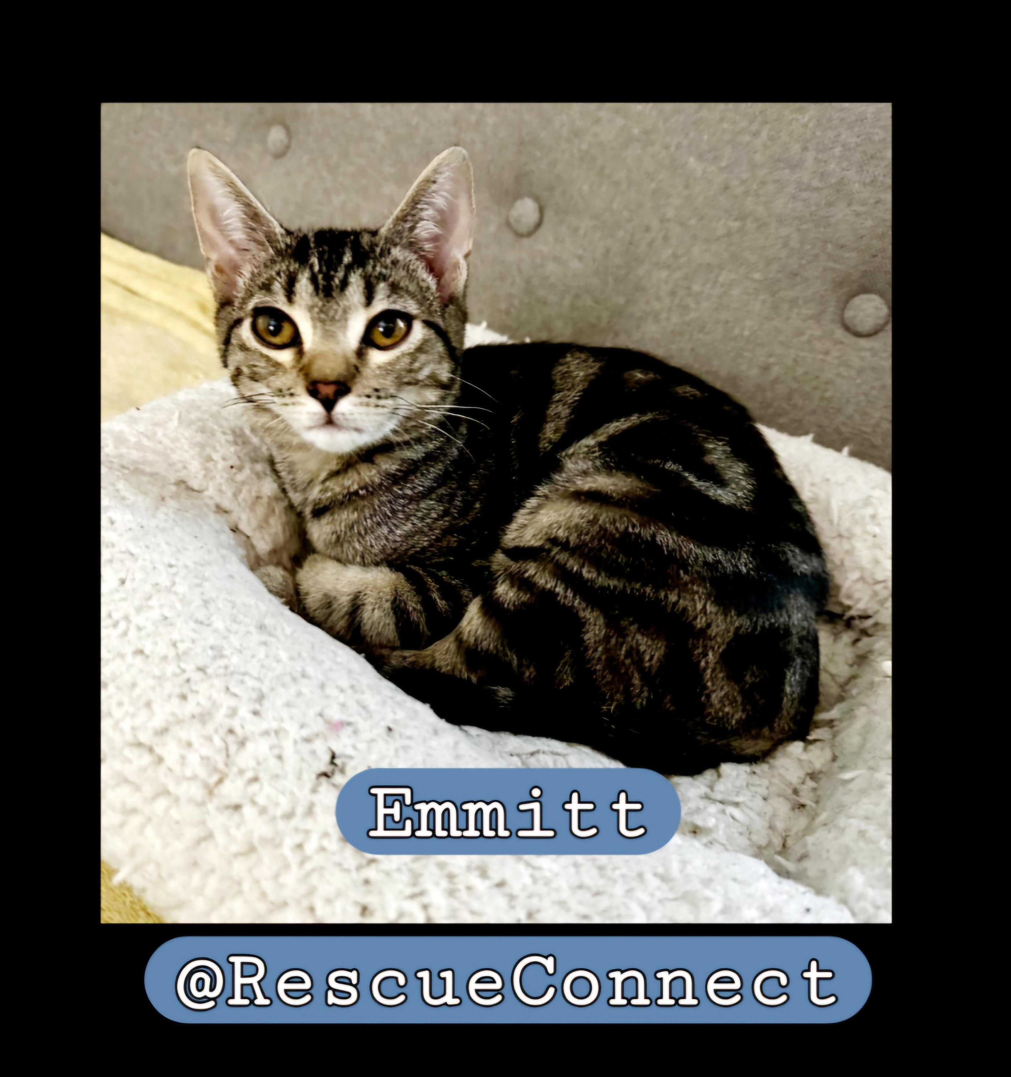 EMMITT, Adopted, Young Male Domestic Short Hair.