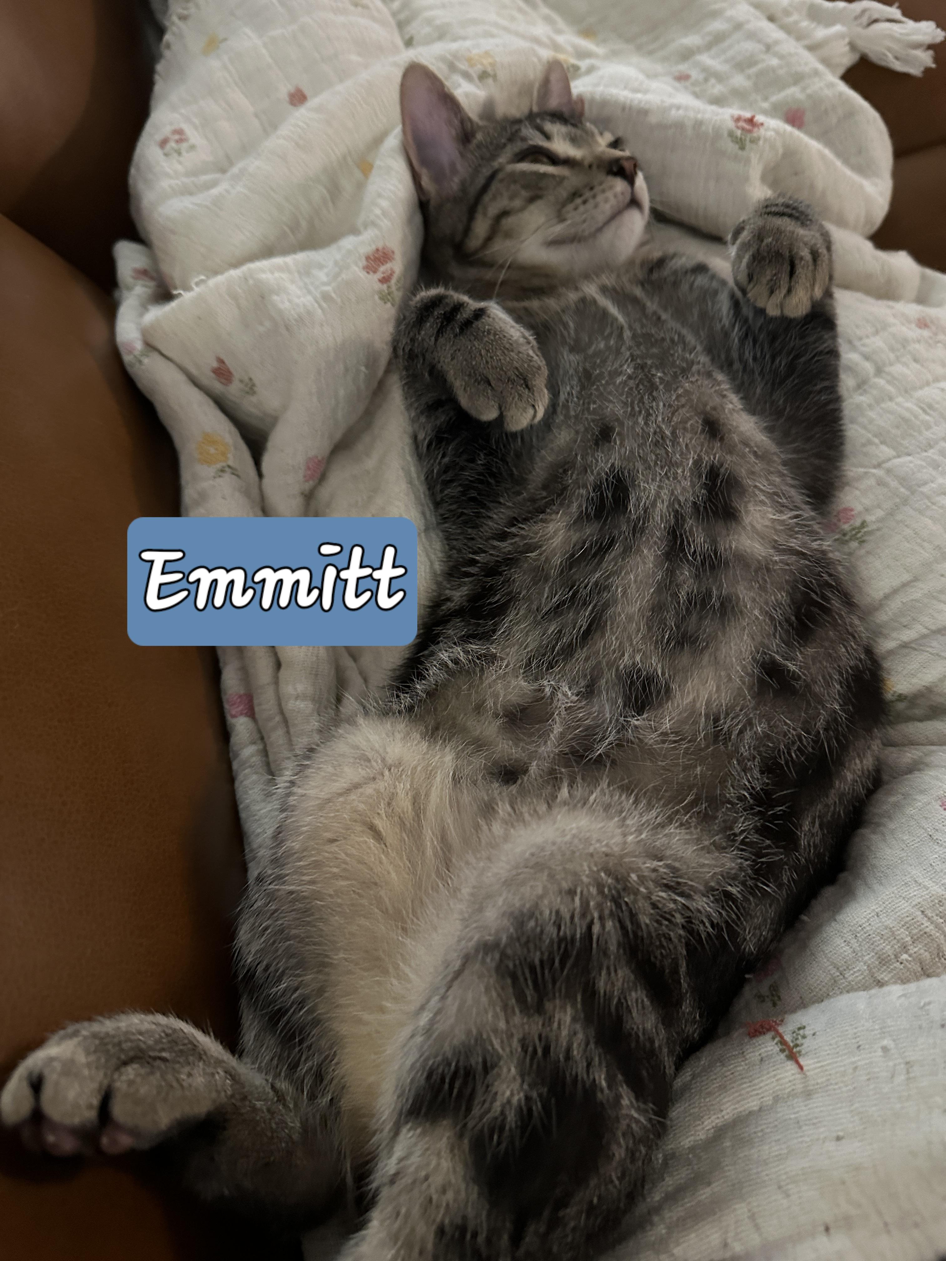 Enlarge EMMITT, a Adopted Domestic Short Hair in Wilmington, NC image 5/6