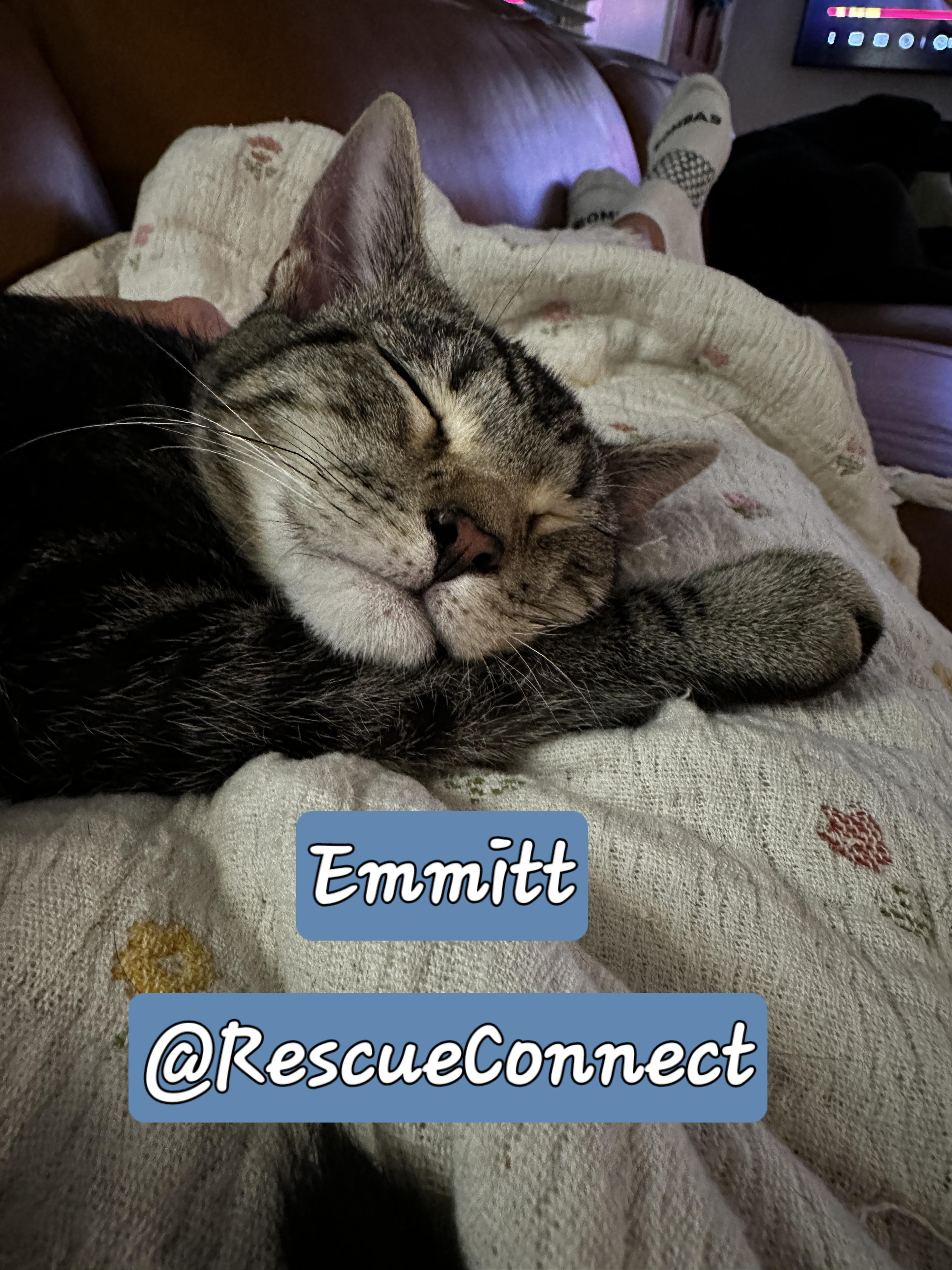 Enlarge EMMITT, a Adopted Domestic Short Hair in Wilmington, NC image 4/6