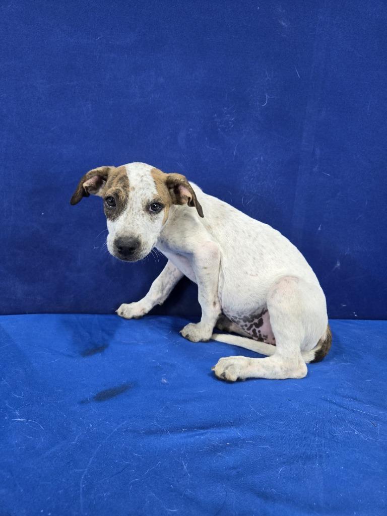 Finch, Adoptable, Young Male Mixed Breed.