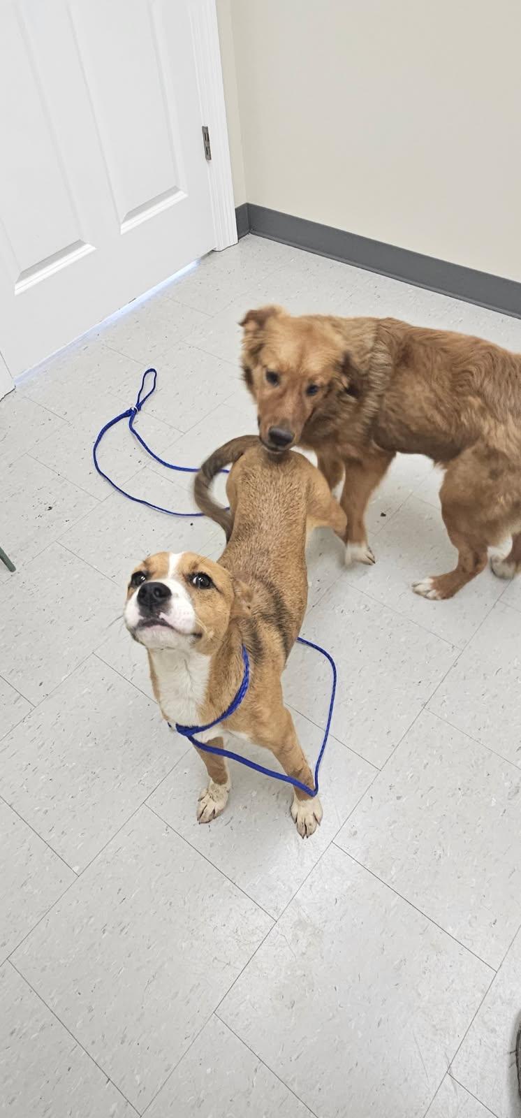 Enlarge Camilia, a ADOPTABLE Mixed Breed in Rock Hill, NY image 2/2