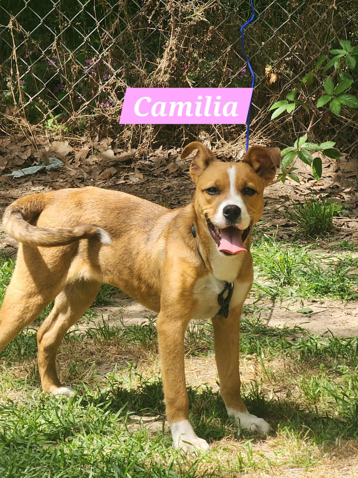Camilia, ADOPTABLE, Young Female Mixed Breed.