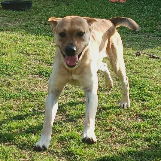 Bane, Adoptable, Adult Male Labrador Retriever & Mixed Breed.