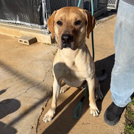 Enlarge Bane, a Adoptable mixed breed in Denison, TX image 2/4