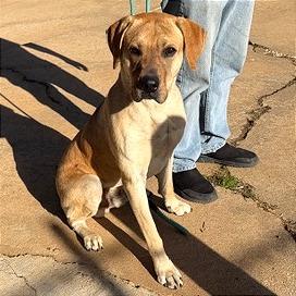 Enlarge Bane, a Adoptable mixed breed in Denison, TX image 3/4