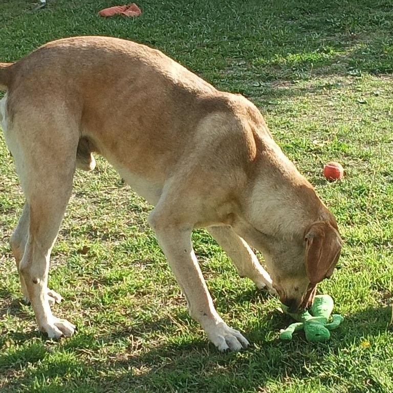 Enlarge Bane, a Adoptable mixed breed in Denison, TX image 4/4