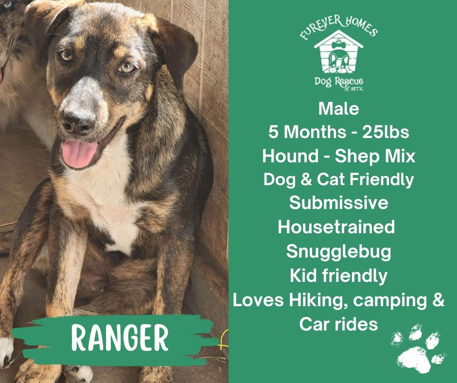 Ranger, Adoptable, Puppy Male Hound & Shepherd.