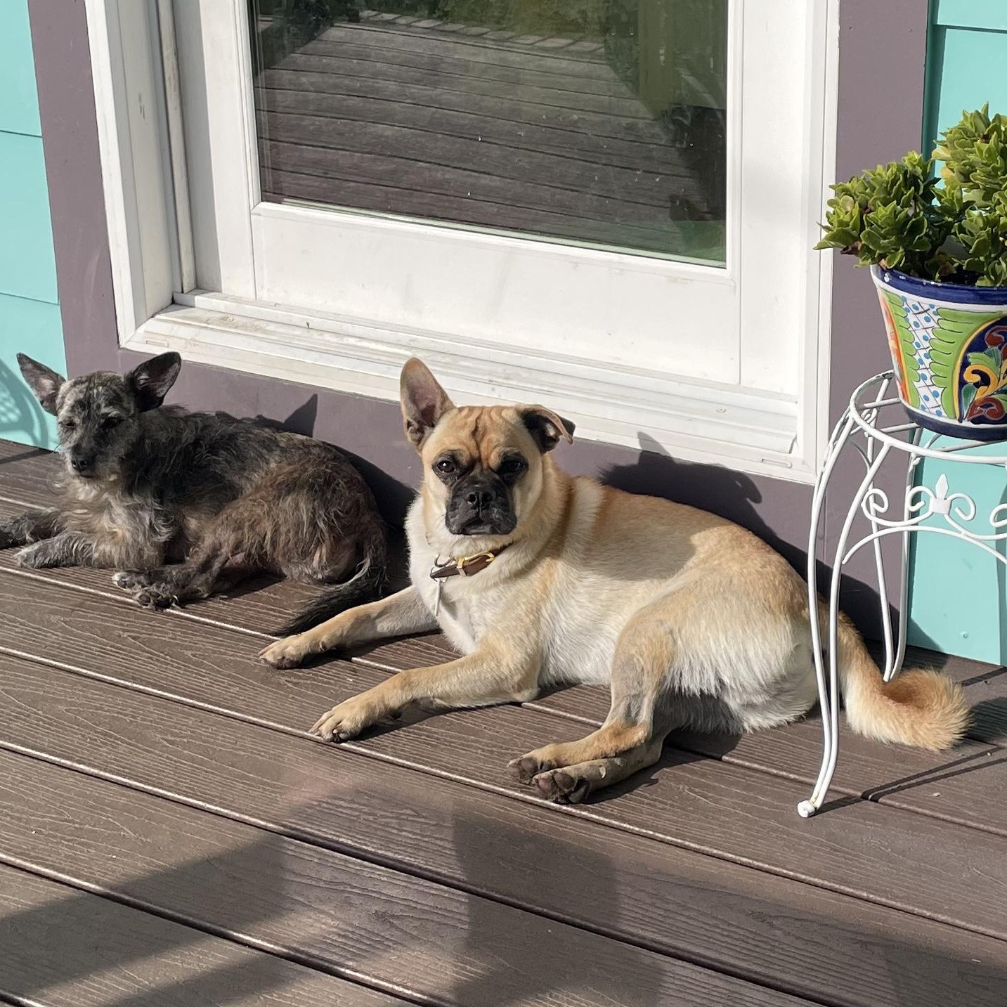 Micky, a Adoptable mixed breed in San Diego, CA image 2/6