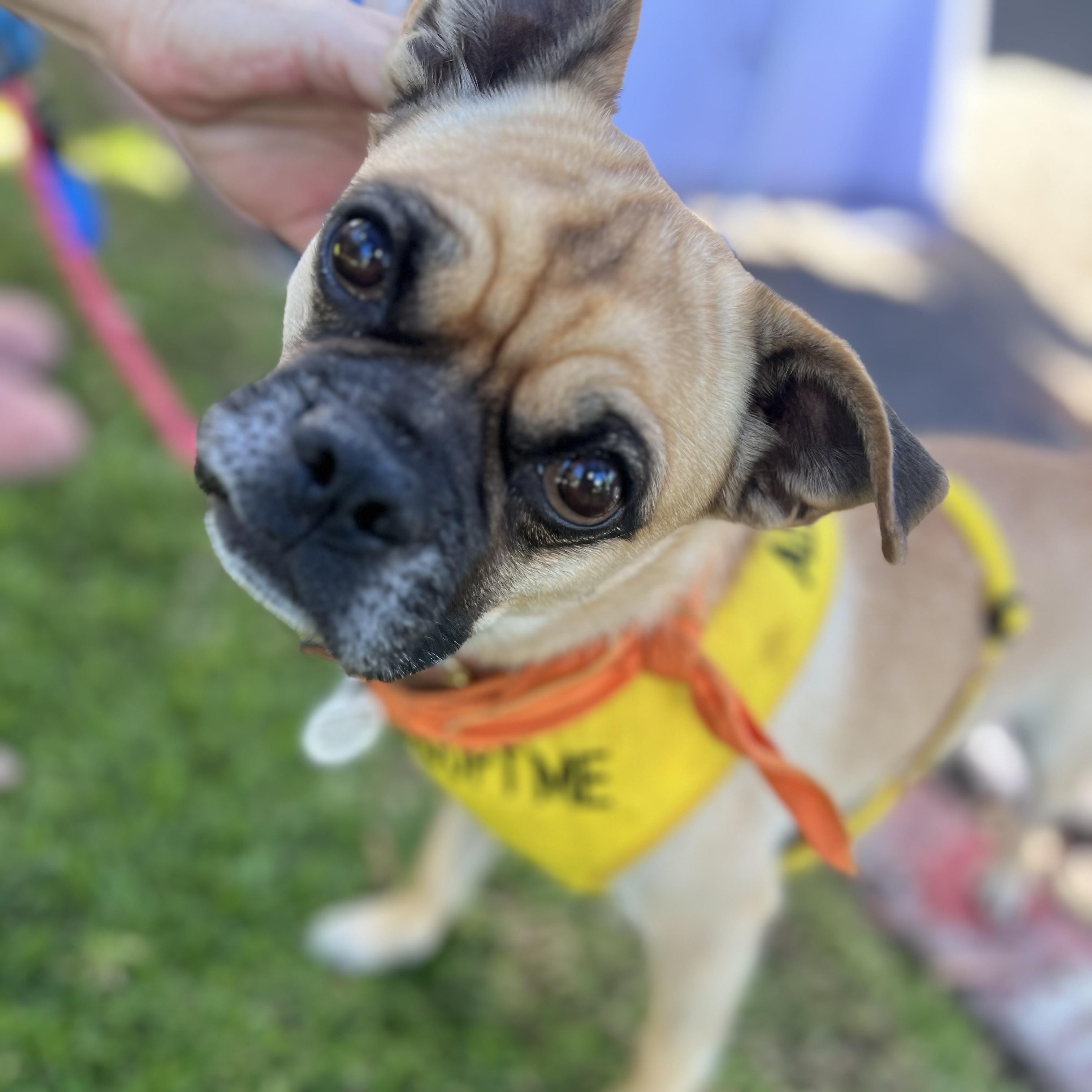 Enlarge Micky, a Adoptable mixed breed in San Diego, CA image 3/6